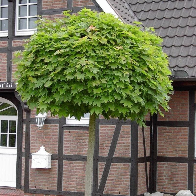 Kugelamberbaum pflanzen und pflegen – Alles, was Sie wissen müssen