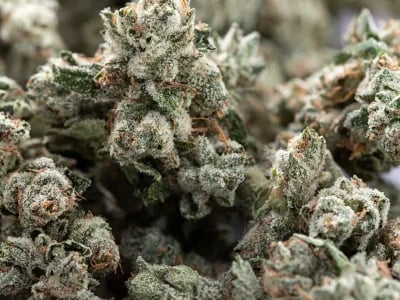Die Zukunft von Cannabissorten und Marihuanasamen