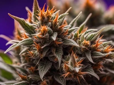 Tropicana Cherry Strain: Der Inbegriff von Premium-Cannabis