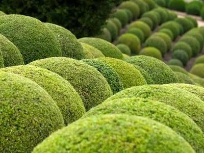 Kugelamberbaum pflanzen und pflegen – Alles, was Sie wissen müssen