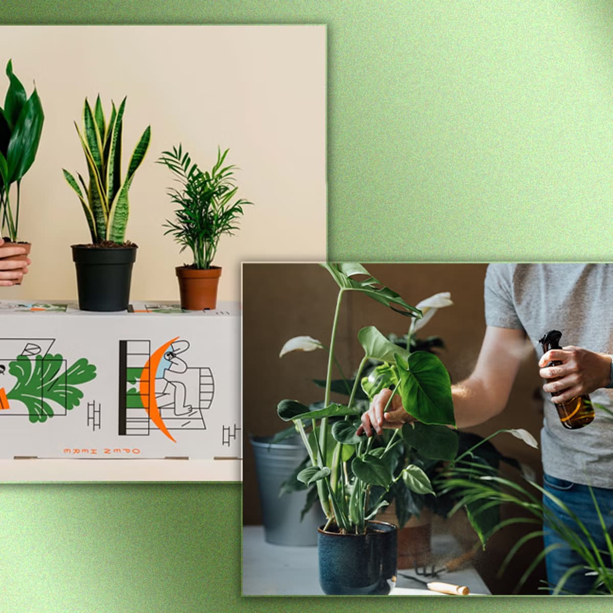 Blumenlieferung für dein Zuhause – Frische Blumen jeden Tag