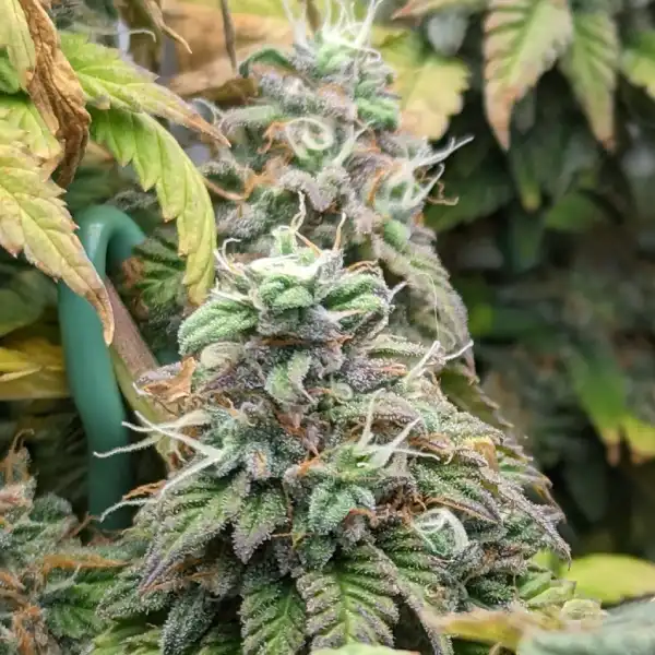 Blue Cheese Automatic: Aromatischer Blues, angereichert mit der Magie der Autoflowering-Sorte