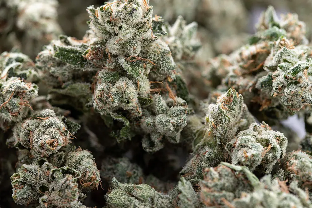 Die Zukunft von Cannabissorten und Marihuanasamen