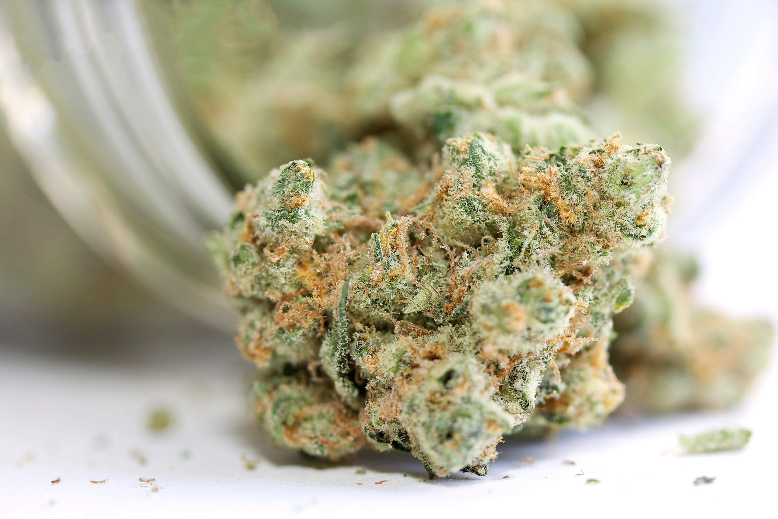 Tropicana Cherry Strain: Der Inbegriff von Premium-Cannabis