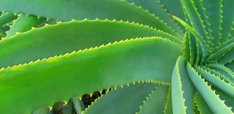 Unabhängiger Distributor von Forever Living Products: So maximieren Sie Ihre Verkäufe mit Aloe First