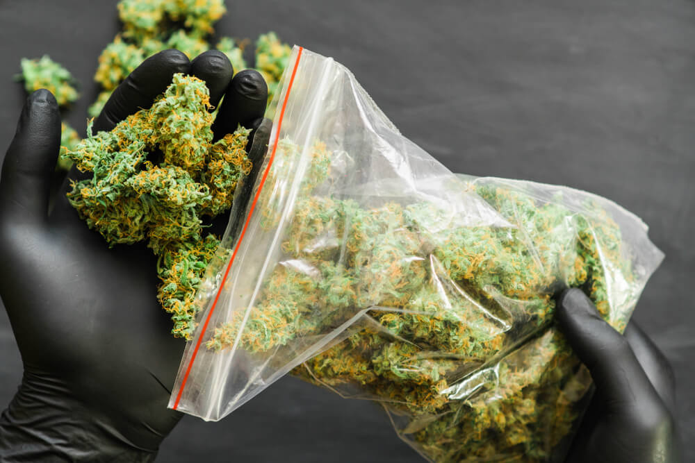 Die Zukunft von Cannabissorten und Marihuanasamen